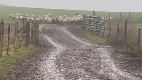 Heartwarming Dog Hero: Responsible Canine Brings Stray Lambs Safely Back to the Yard
