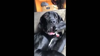 Hilarious doggy sits in a very distinguished manner