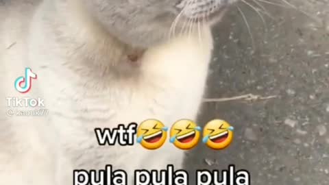 Cat say "pula pula pula"🤣🤣so cute cat😍