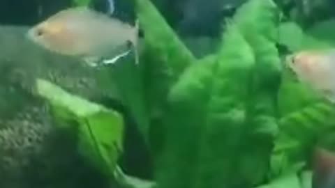 Fish under water