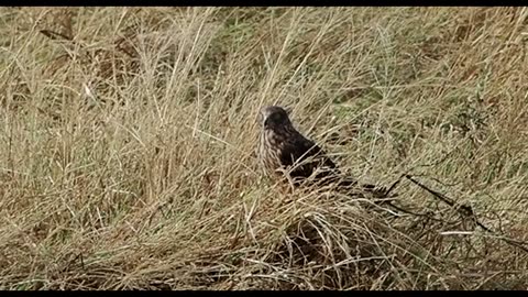 Northern Harrier Hides