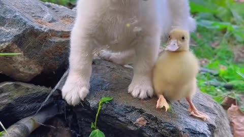 The little dog took the little duck to find water to drink