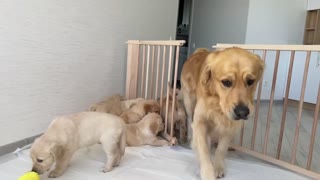 Golden Retriever Dad Meets His 11 Puppies