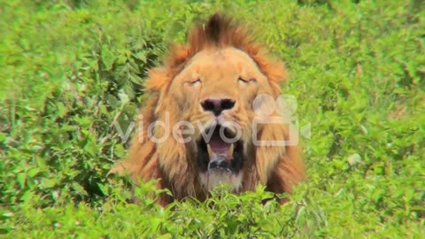 A male lion looks at us with mouth open and big mane