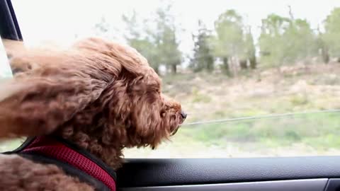 Dog travel to another city and look from car window