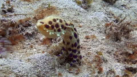 Facts about the Blue Ringed Octopus! The size of a golfball!