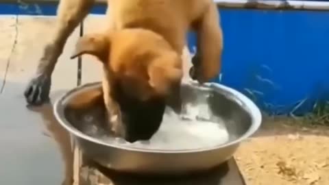 #Pets#pets#dog#cutedog#dogfunnyvideo#petvideo#rumble#shorts#gym#hot#rumblevideo