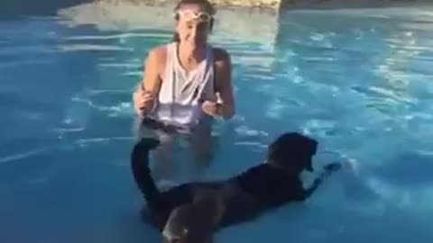 Yorkie finds interesting way to stay dry in the pool