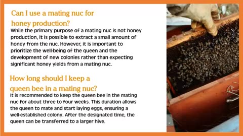 Setting Up a Mating Nuc: Everything You Need to Know Part 2