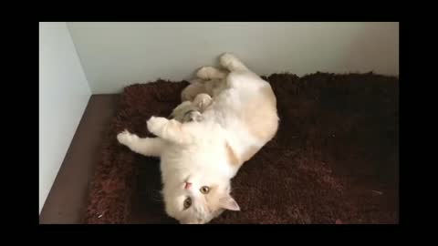 Cat Giving Birth - Cat Giving Birth To 5 Kittens -Part 2