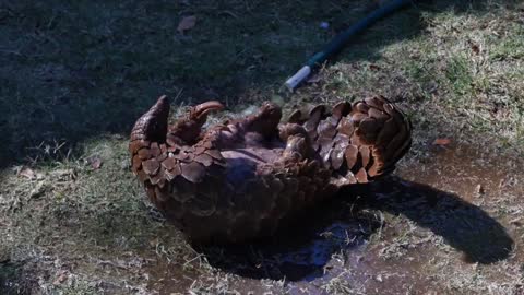 Pangolin and morning exercise