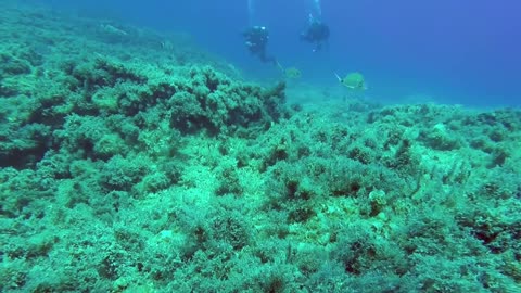 Watch divers dive underwater and find corals and fish in the ocean