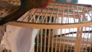 My bird doesn't like me recording her