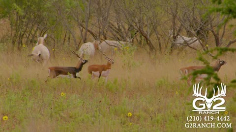 G2 Ranch is a hunting resort