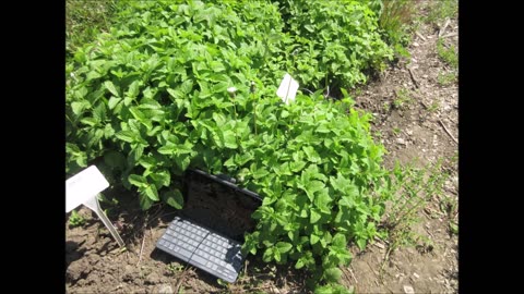 Feeling More Relaxed Herb Lemon Balm May 2023