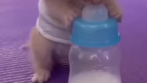 baby cat trying to feed himself