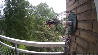 Visited by a Great Spotted Woodpecker