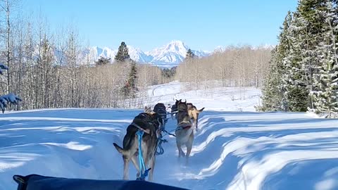 Dogsledding in Wyoming