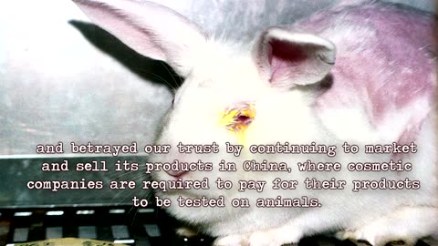 5 Most Renowned Companies Involved in Animal Cruelty