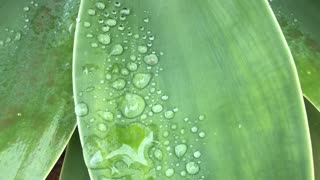 Rainwater on the leaves of the plant