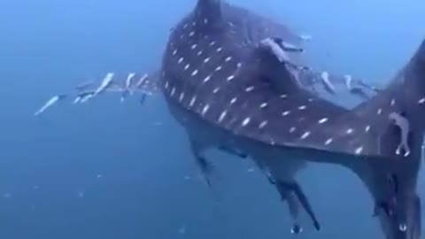 Remora whale shark