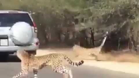 Tigers attack deer in the middle of cars and the road