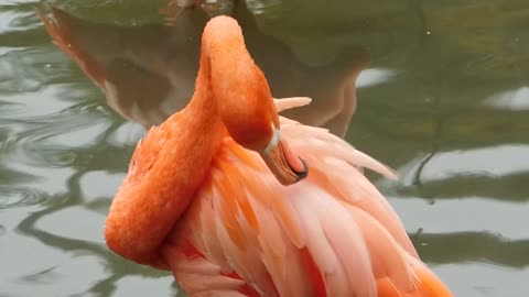Romantic orange duck