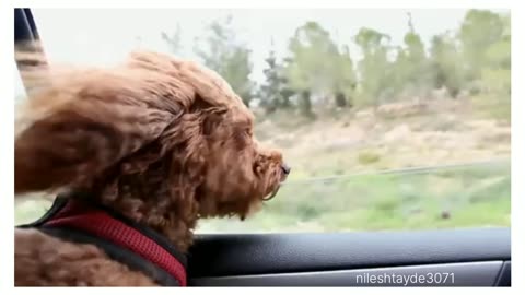 Dog travel in car funny video #viralvideos