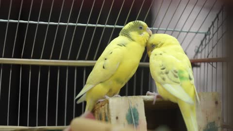 Two yellow colours bird making a relationship with love
