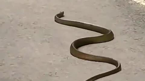 Snake attacked