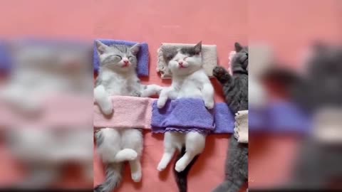 Baby Cats - Cute and Funny Cat Videos #part 12