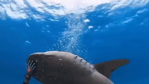 Feeding Shark #shark #trendingshorts #fish