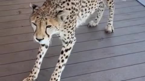 Dangerous Cheetah Video Live