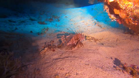 Red Sea SCUBA Diving - Lionfish in wreck