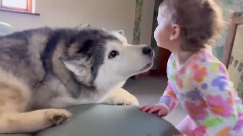 Caring Baby Does Everything She Can To Make My Old Poorly Husky Feel Better!😭. [CUTEST VIDEO!!]