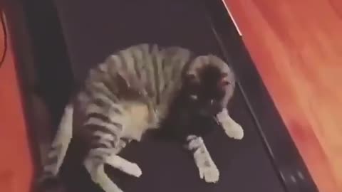 Cat want to sit on treadmill