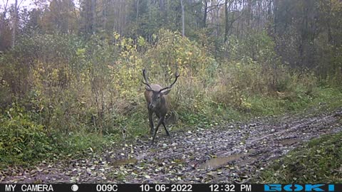 Staltbriežu buļļi (Red stag) Meža kameras (trail camera)