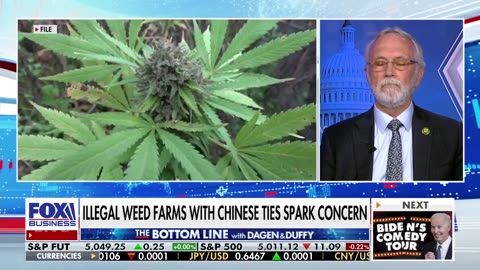 Dagen McDowell: Is China making 'deadly marijuana'?