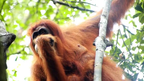 Entertaining Orangutans: Hilarious and Cute Orangutan Videos to Brighten Your Day!