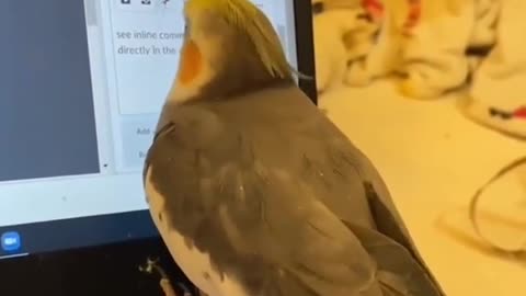 Cute parrot video watch a cartoon