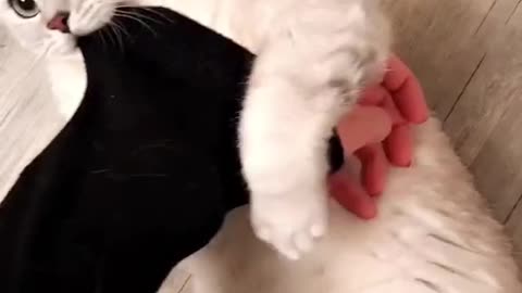 Funny cat playing!!🥺💗