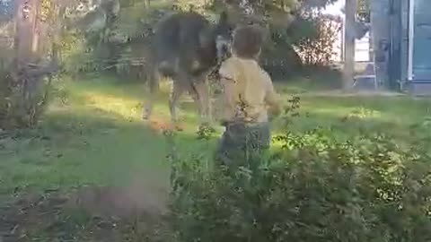 Jumping with a wolf