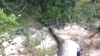 Massive Snakes ATTACK!!