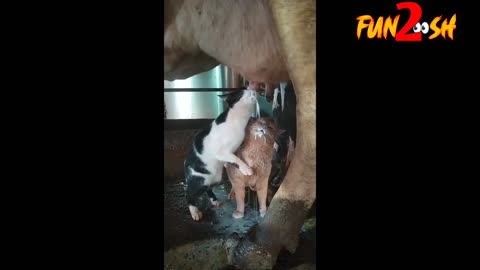Cats drinking cows Milk 🤣