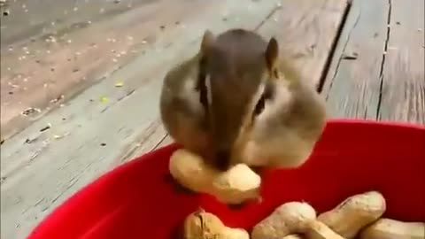 squirrel eating peanuts