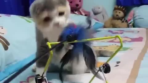 Play with cats