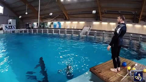 Dolphin Training, A Unique Approach