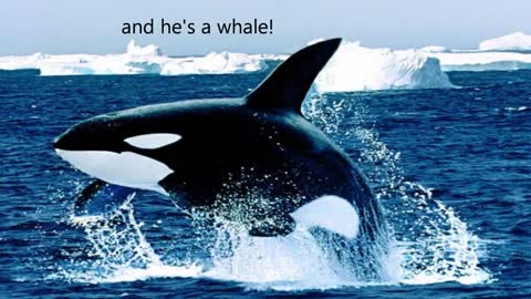 Willy the Whale