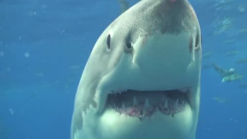 Shark 🦈