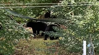 Mama Bear Relaxes While Cubs Play in Hammock